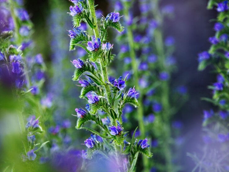 Stauden Staudenbeet Natterkopf sandiger Boden Nahaufnahme von violett-blauen Blüten an hohen, grünen Stängeln, umgeben von sanft verschwommenem Grün und Purpur.