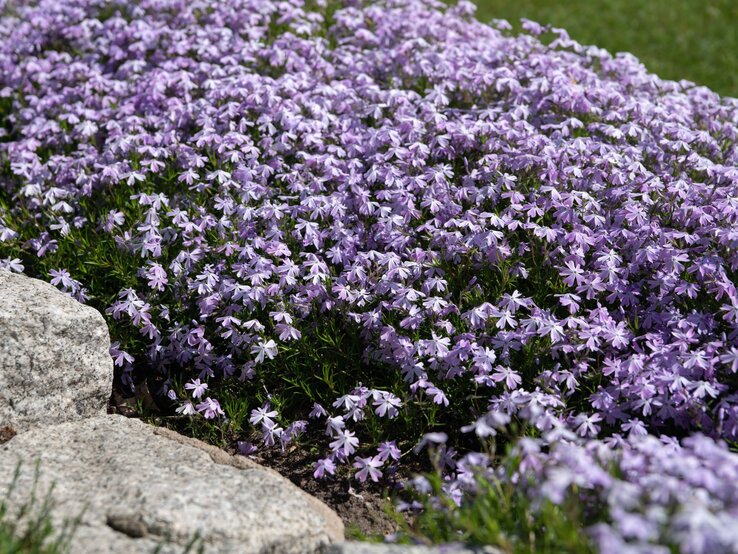 Stauden gegen Unkraut Staudenbeet Dichter Wuchs zarter, violetter Polsterblumen breitet sich aus, flankiert von groben Natursteinen und umgeben von frischem Grün.