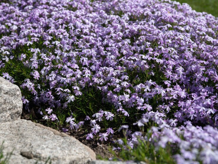 Stauden gegen Unkraut Staudenbeet Dichter Wuchs zarter, violetter Polsterblumen breitet sich aus, flankiert von groben Natursteinen und umgeben von frischem Grün.