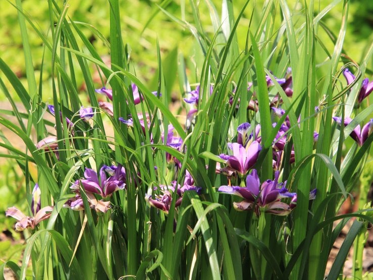 Zarte violette Irisblüten mit gemusterten Blütenblättern wachsen zwischen hohen, dichten grünen Blättern in sommerlichem Sonnenlicht.