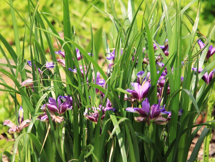 Stauden Gräser Staudenbeet Garten Zarte violette Irisblüten mit gemusterten Blütenblättern wachsen zwischen hohen, dichten grünen Blättern in sommerlichem Sonnenlicht.