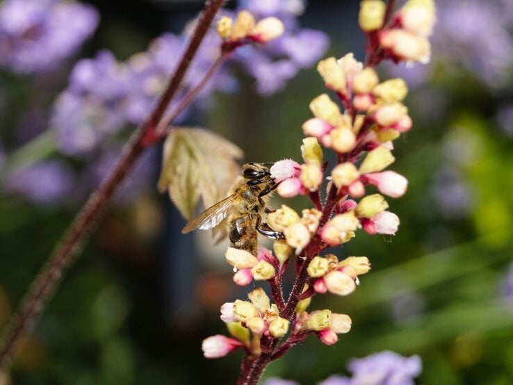 Eine Honigbiene sitzt auf zarten rosa und cremefarbenen Blüten an einem dünnen Stängel vor unscharfem, grün-lilafarbenem Hintergrund.