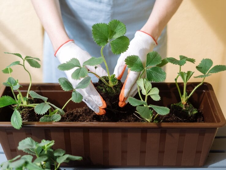 Hände mit weißen Gartenhandschuhen pflanzen eine junge Erdbeerpflanze in braunen Blumenkasten auf dunkler Erde.