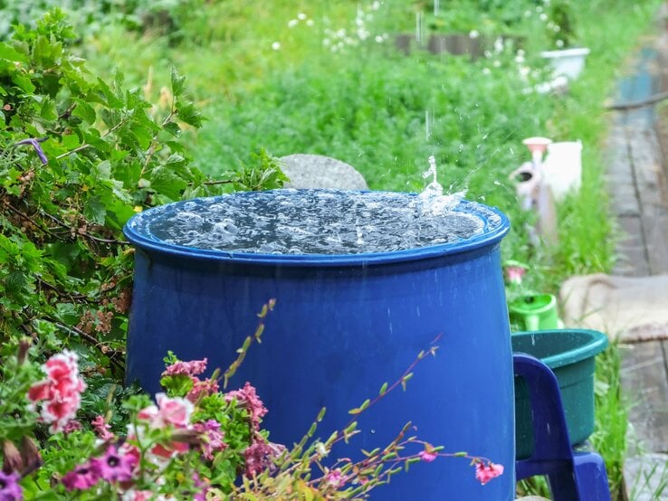 Prasselnder Regen trifft auf eine blaue Regentonne im Garten, umgeben von bunten Blüten und sattem Grün.