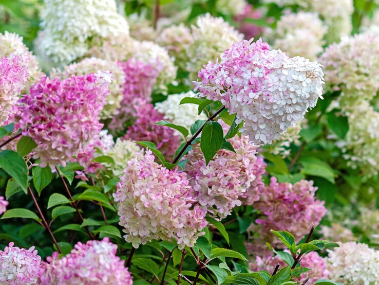 Üppige Rispenhortensien mit dicht gedrängten rosa und weißen Blüten leuchten im sommerlichen Garten vor grünen Blättern.