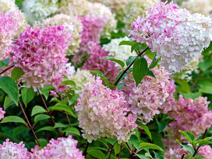 Üppige Rispenhortensien mit dicht gedrängten rosa und weißen Blüten leuchten im sommerlichen Garten vor grünen Blättern.