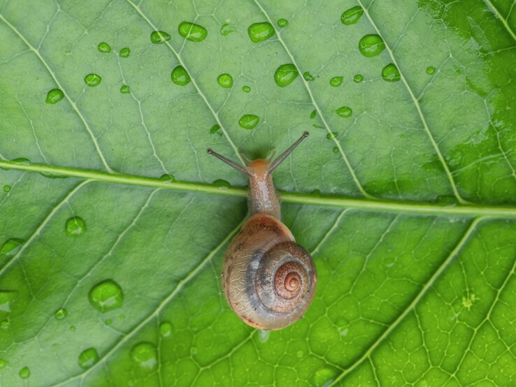 Kleine Schnecke mit braunem Spiralgehäuse kriecht langsam über ein sattgrünes Blatt mit klaren Regentropfen.