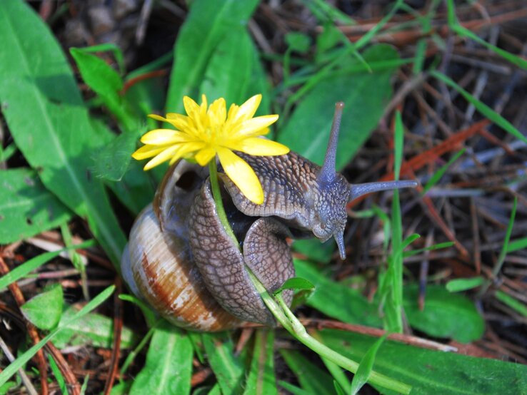 Eine Weinbergschnecke mit braunem Gehäuse kriecht über grünes Laub und trägt dabei eine leuchtend gelbe Blüte auf dem Haus.