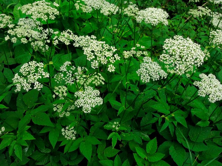Staude vertreibt Unkraut Giersch Disteln Feine weiße Blüten von gewöhnlichem Giersch blühen üppig vor dichtem grünen Blattwerk in einem natürlichen Umfeld.