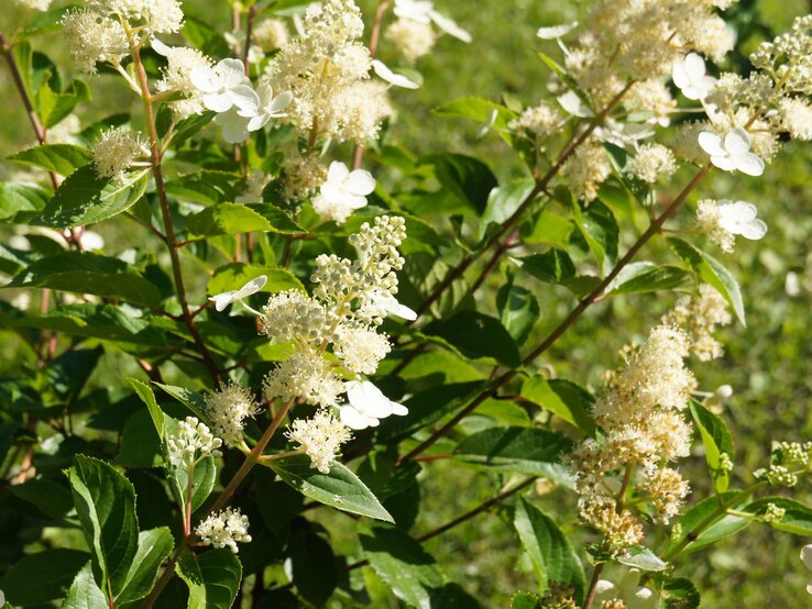 Blühende Rispenhortensie mit kleinen weißen Blüten und frischen grünen Blättern, im Hintergrund eine sonnige Wiese. | © Adobe Stock/ skymoon13