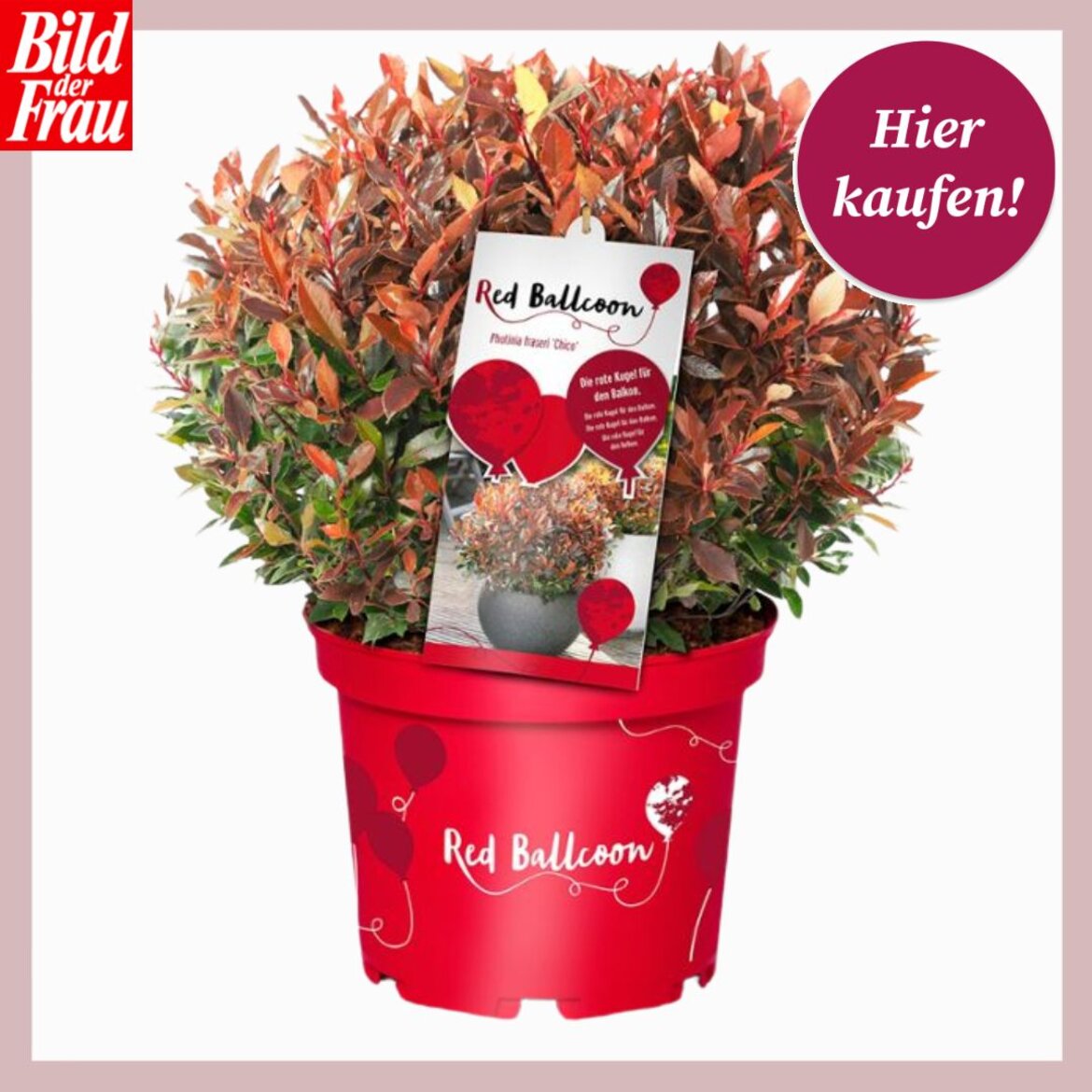 Runde Glanzmispel mit rotgrünen Blättern in rotem Blumentopf, daran ein Etikett mit der Aufschrift „Red Balloon“ befestigt. | © Collage: Tchibo; BILD der FRAU