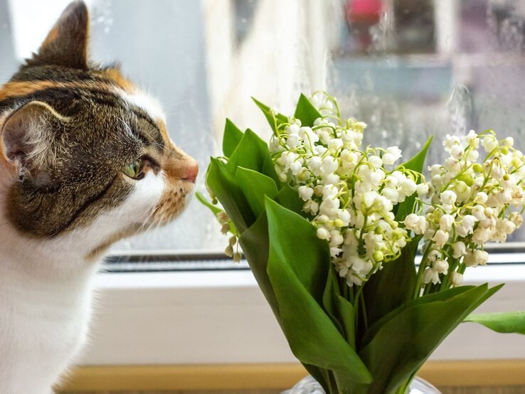 Eine dreifarbige Katze beschnuppert aufmerksam weiße Maiglöckchen in einer Vase vor regennassem Fensterlicht.