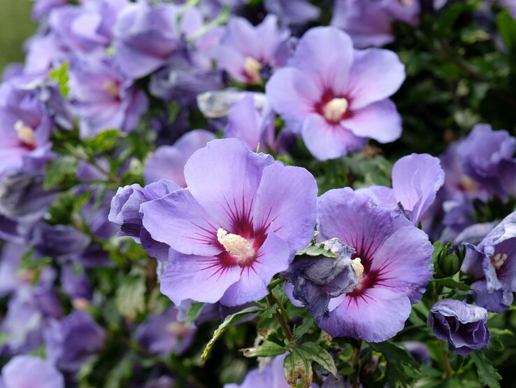 Nahaufnahme von violetten Hibiskusblüten mit rotem Zentrum und zartem Staubfaden vor grünem Blattwerk.