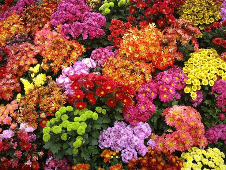 Farbenprächtiges Blumenmeer aus Chrysanthemen in kräftigen Herbsttönen bedeckt eine üppige Gartenfläche.