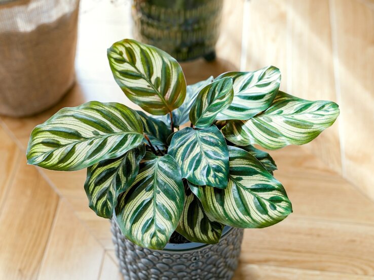 Zimmerpflanze für Katzen Calathea | © Adobe Stock/ Sappheiros Calathea-Pflanze mit auffällig grün-weiß gemusterten Blättern in grauem Topf auf hellem Holzfußboden bei Sonnenlicht. | © Adobe Stock/ Sappheiros