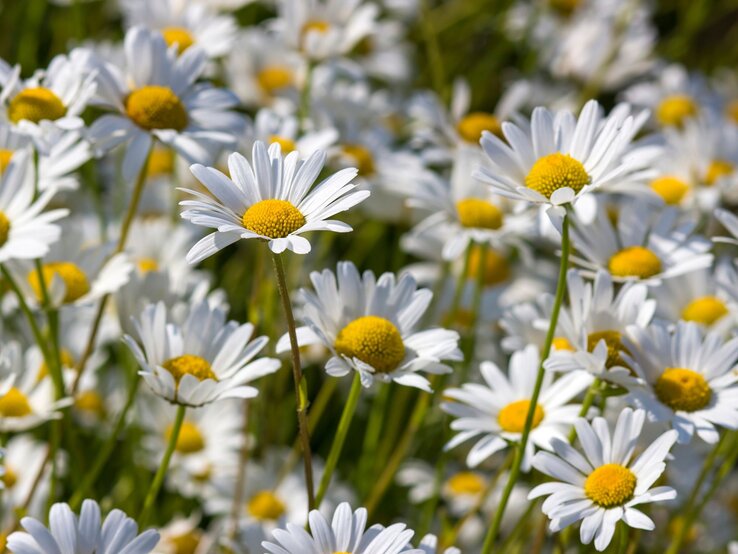 Dichtes Feld aus weiß blühenden Margeriten mit leuchtend gelben Blütenkörben an einem sonnigen Sommertag. | © Shutterstock/Mira Drozdowski