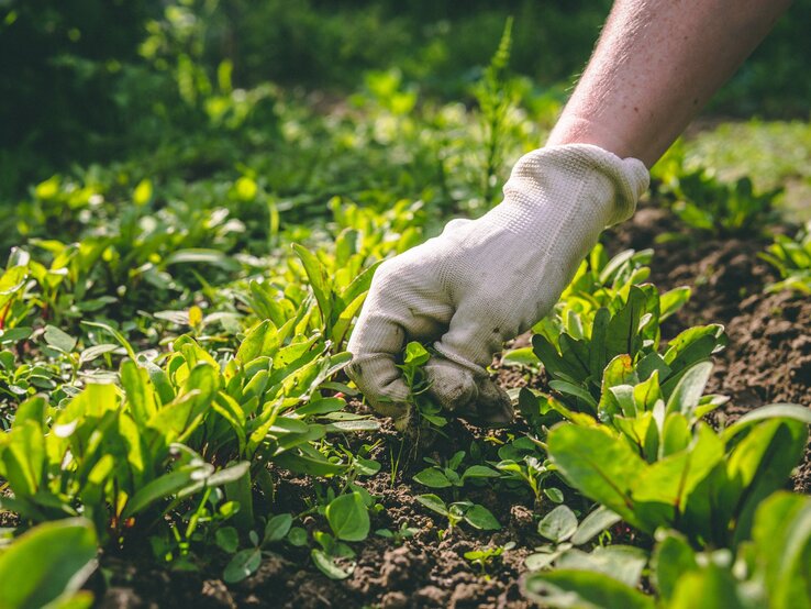 Eine Hand mit weißem Gartenhandschuh jätet Unkraut zwischen jungem Gemüse auf lockerem, sonnigem Ackerboden.