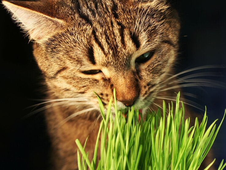 Eine getigerte Hauskatze mit grünen Augen knabbert konzentriert an frischem, hellgrünem Katzengras im Gegenlicht. | © Adobe Stock/ Galyna Andrushko
