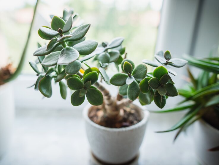Eine verzweigter Geldbaum mit fleischigen, grünen Blättern wächst dekorativ im Topf vor einem lichtdurchfluteten Fenster. | © Adobe Stock/ Justyna