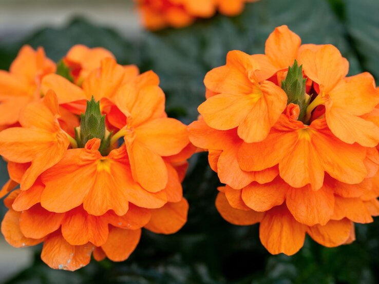 Zwei leuchtend orange Blütenstände der Crossandra mit zart gekräuselten Blättern vor dunkelgrünem Blattwerk. | © Adobe Stock/ traveller70