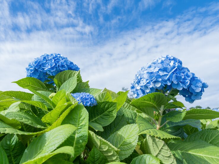 Mit diesem Trick blühen deine Hortensien im nächsten Jahr noch üppiger. Blaue Hortensien vor strahlend blauem Himmel.