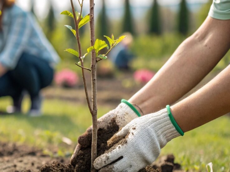 Bester Baum Zwei Personen mit Gartenhandschuhen pflanzen bei Sonnenschein junge Bäumchen in lockere Erde auf einer grünen Wiese.