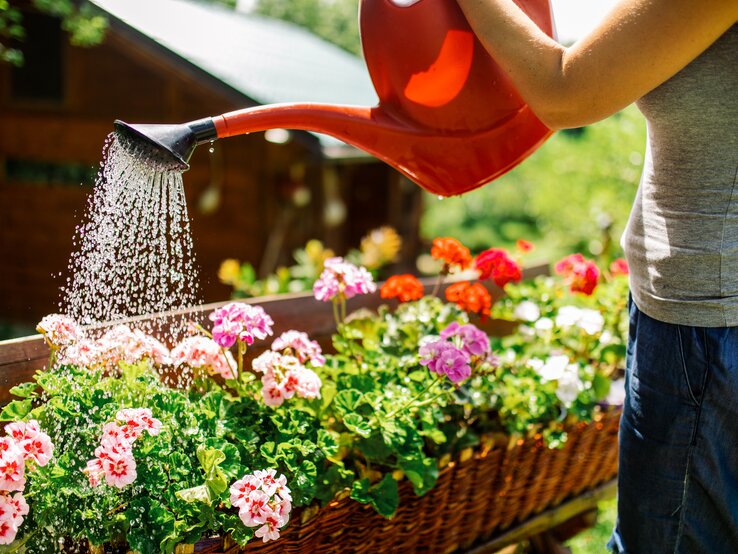 Gerade an sonnigen Tagen gibt es beim Gießen einiges zu beachten. Blumen gießen mit roter Gießkanne