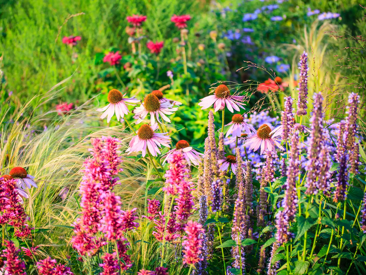 Sommerblumen im Garten