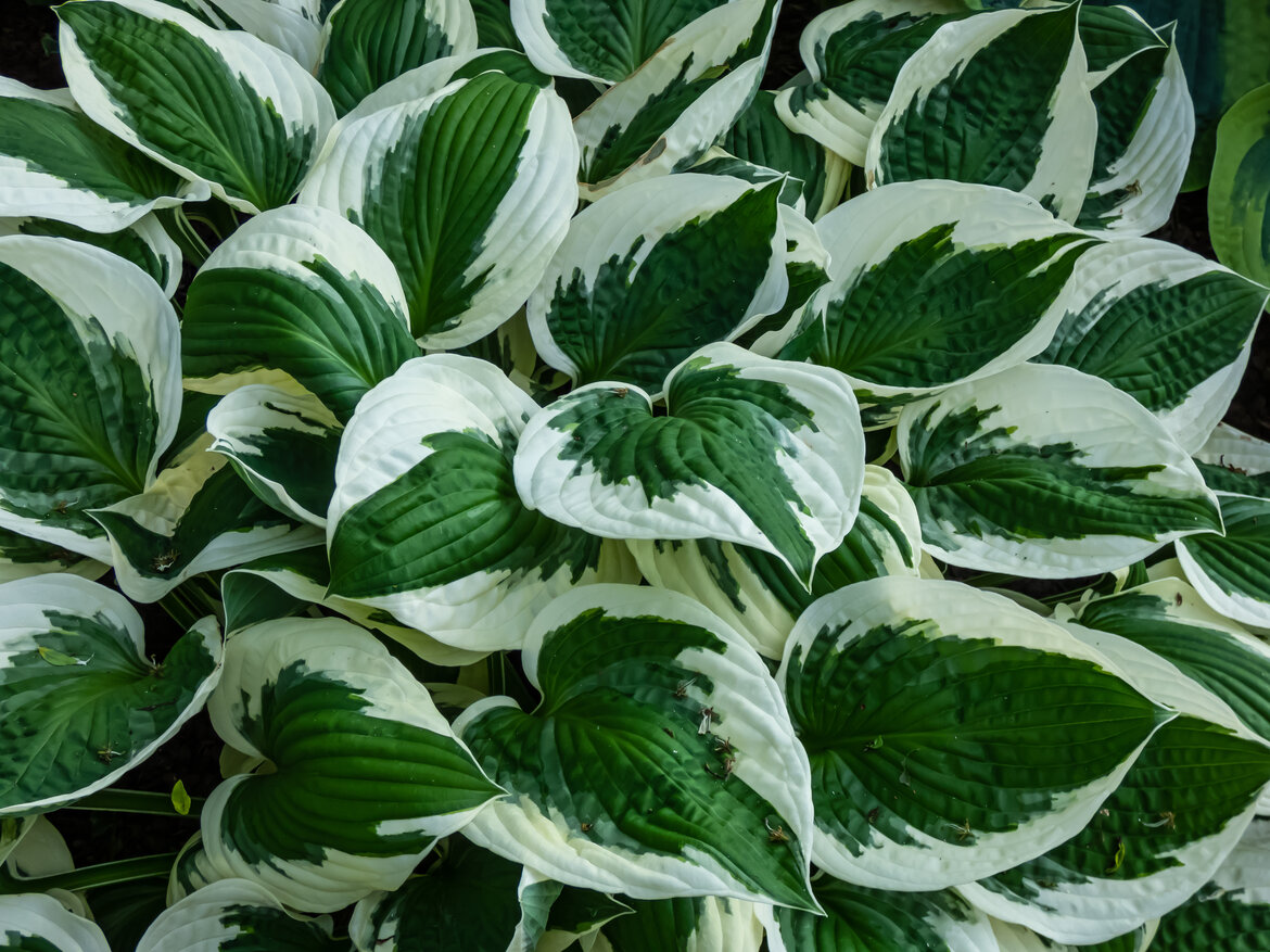 Funkie in der Sorte "Patriot" | © AdobeStock/KristineRada