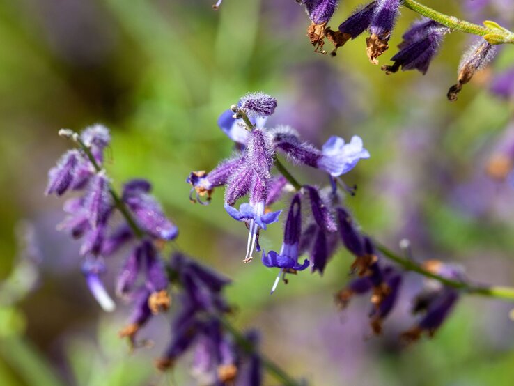 Hortensien-Ersatz: Blauraute | © Shutterstock/ChWeiss Nahaufnahme blühender, violett-blauer Salbeiblüten mit feinen Härchen vor unscharfem grünem Hintergrund. | © Shutterstock/ChWeiss