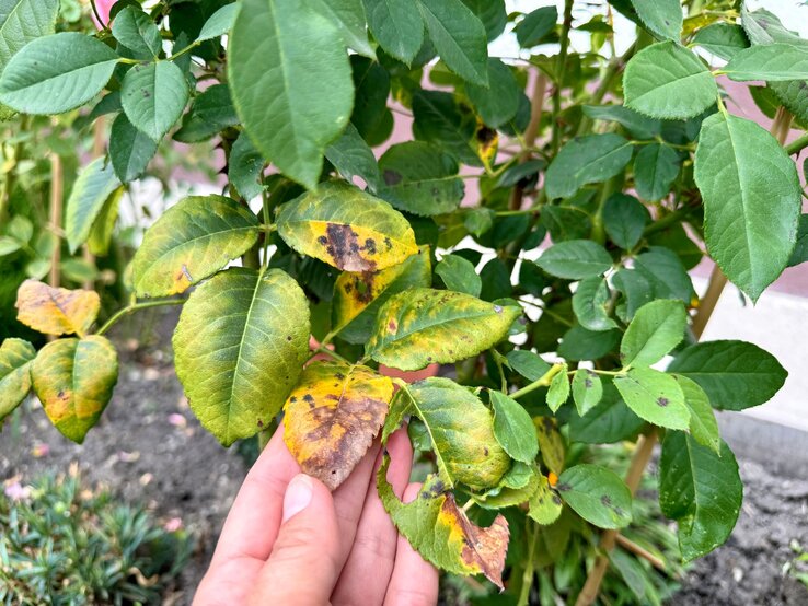 Sternrußtau Rosen bekämpfen Eine Hand hält vergilbte Rosenblätter mit dunklen Flecken, umgeben von grünem Laub in einem Gartenbeet.