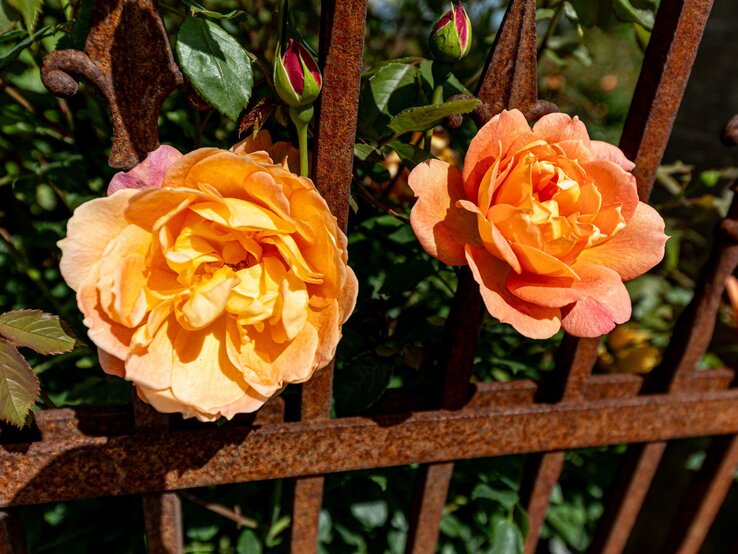 Rosenrost Rosen bekämpfen Zwei orangefarbene Rosen blühen leuchtend vor einem rostigen Eisenzaun in der Sommersonne, daneben geschlossene Knospen.