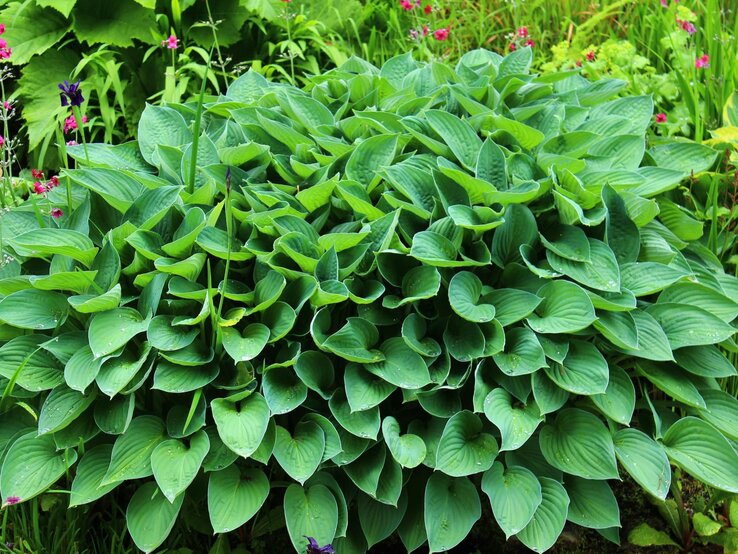 Hortensien-Ersatz: Funkien | © Shutterstock/N.Stertz Üppiger Hosta-Busch mit großen, tropfnassen, herzförmigen Blättern in leuchtendem Grün im sommerlichen Gartenbeet. | © Shutterstock/N.Stertz