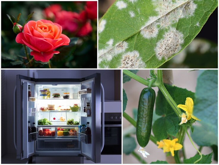 Mehltau auf Rosen und Gurken Hausmittel Collage mit roter Rose, Mehltau auf Blättern, praller Minigurke an der Pflanze und geöffneter Kühlschrank voller Lebensmittel.