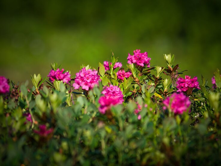 Bewimperte Alpenrose | © Shutterstock/DoreenB Photography Leuchtend pinke Alpenrosenblüten zwischen grünen Blättern vor weich verschwommenem, dunkelgrünem Hintergrund. | © Shutterstock/DoreenB Photography