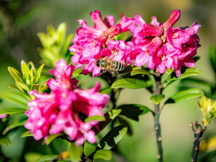Rostblättrige Alpenrose | © Shutterstock/Simone Crespiatico Eine Biene fliegt auf leuchtend pinke Alpenrosenblüten zu, umgeben von glänzendem Laub im Sonnenlicht. | © Shutterstock/Simone Crespiatico