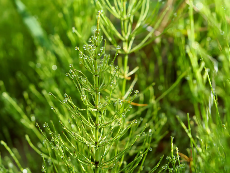 Ackerschachtelhalm - eines der schlimmsten Unkräuter im Garten Ackerschachtelhalm in der Nahaufnahme