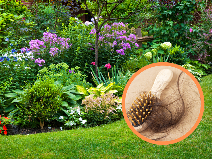 Üppiger Sommergarten mit blühenden Stauden, davor eine Nahaufnahme einer Bürste mit vielen ausgefallenen braunen Haaren.
