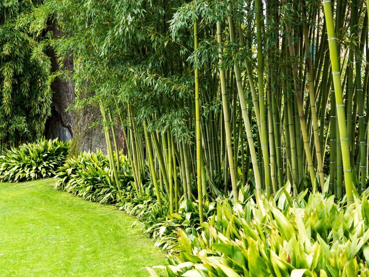 Bambus im Garten | © Adobe Stock / Massimo De Candido