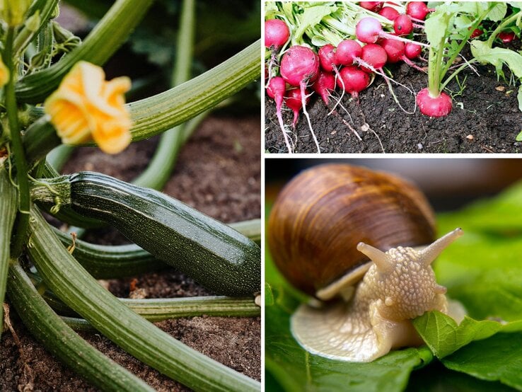 Collage: Zucchini mit gelber Blüte wächst auf Erde, rote Radieschen liegen frisch geerntet daneben, Schnecke knabbert an saftig grünem Blatt.