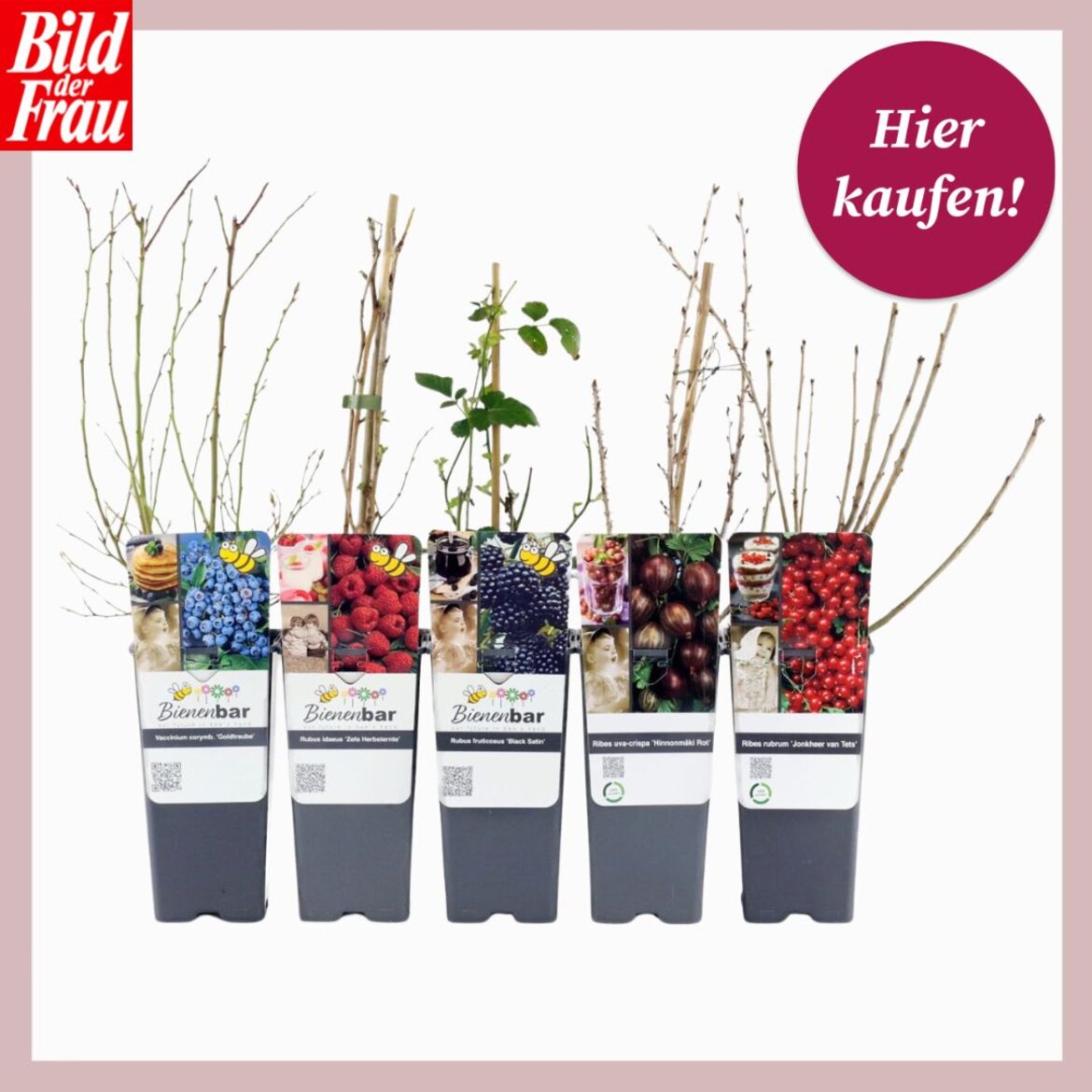 Fünf junge Obststräucher in schwarzen Pflanztöpfen, markiert mit bunten Etiketten für Himbeeren, Blaubeeren, Brombeeren, Johannisbeeren. | © Collage: Tchibo, bildderfrau.de