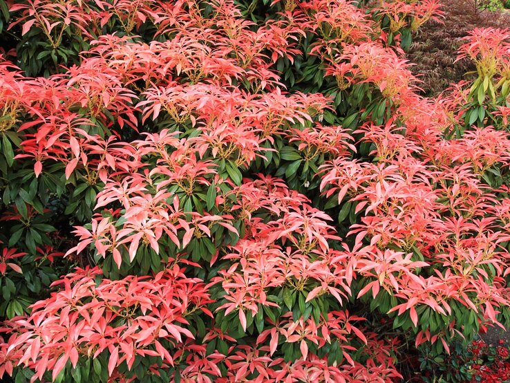 Beste immergrüne Gartenpflanze Nahaufnahme eines mehrfarbigen Strauchs, dessen rote Blätter inmitten des grünen Laubs farbliche Akzente setzen.