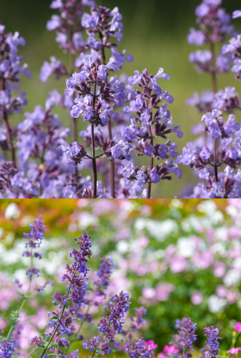 Drei Ansichten violetter Katzenminze: mit Hummel, in voller Blüte auf Wiese und in buntem Sommergarten mit Blütenmeer.