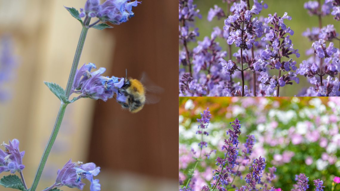 Drei Ansichten violetter Katzenminze: mit Hummel, in voller Blüte auf Wiese und in buntem Sommergarten mit Blütenmeer.