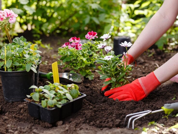Eine Person pflanzt Blumen in die Erde, daneben blühende Geranien in Töpfen, ein Gartengerät und Pflanzen in Anzuchtkästen.
