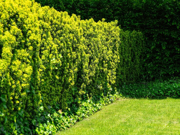 Dicht gewachsene Eibenhecke leuchtet sonnig grün, darunter Efeu, daneben gepflegter Rasen im Halbschatten.