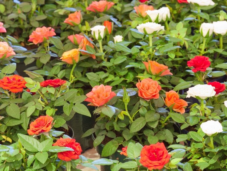 Eine Vielzahl blühender Rosen in leuchtendem Orange, Rot und Weiß stehen dicht an dicht in grünen Töpfen vor sattem Blattwerk.