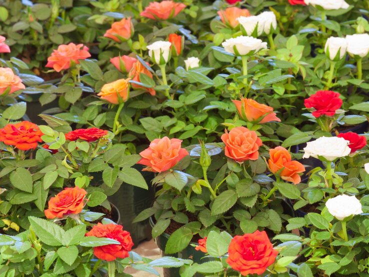 Eine Vielzahl blühender Rosen in leuchtendem Orange, Rot und Weiß stehen dicht an dicht in grünen Töpfen vor sattem Blattwerk.