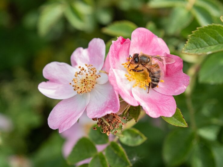 Eine Honigbiene sitzt auf einer zartrosa Wildrosenblüte mit gelben Staubgefäßen, umgeben von grünem Laub vor unscharfem Hintergrund.