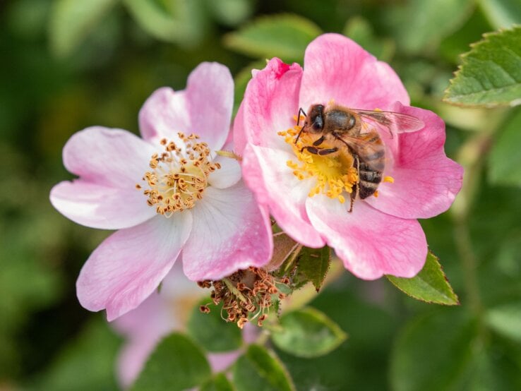 Eine Honigbiene sitzt auf einer zartrosa Wildrosenblüte mit gelben Staubgefäßen, umgeben von grünem Laub vor unscharfem Hintergrund.